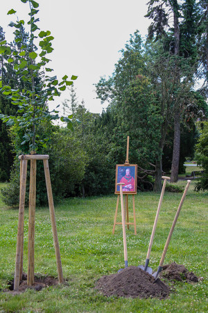 Olomouckou alej zdobí jubilejní strom Rudolfa Jana